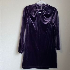 Cynthia Steffe Velor Dress